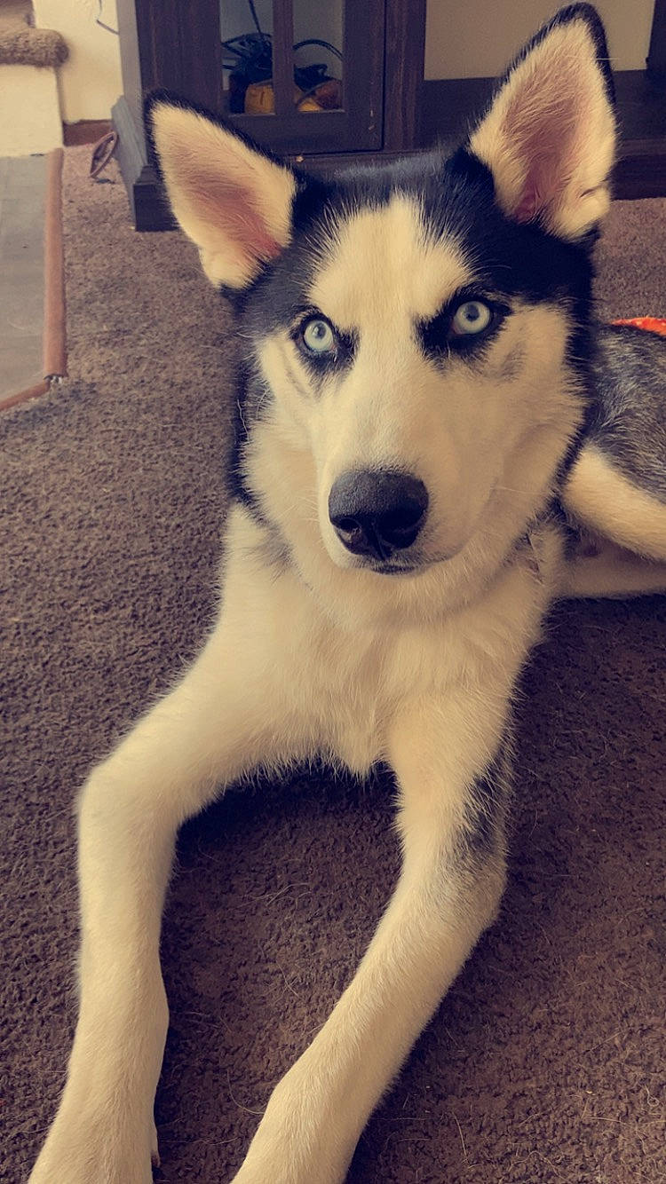 Zeus is registered to the contest to win money with this photo: ancient_dog_breeds, beauty, canidae, canis, carnivore, companion_dog, dog, dog_breed, flooring, fur, non_sporting_group, siberian_husky, sled_dog, snout, sporting_group, square, terrestrial_animal, whiskers, working_animal, working_dog