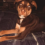 Zoro is registered to the contest to win money with this photo: dog, bed, indoor, striped_bedspread, canine, pet, lying_down, brown_dog, flash_eyes, television, screen, vehicles, people, room, furniture, dark_room, relaxing, animal, domestic, home
