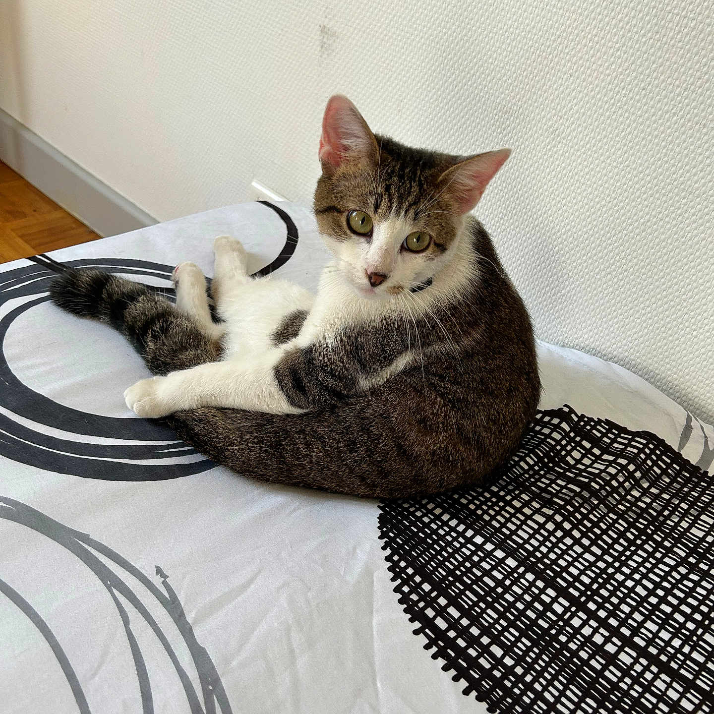 Volt participe au concours pour gagner de l'argent avec cette photo : abyssinian, accessories, animal, basket, blanket, cat, cushion, furniture, homedecor, indoors, kitten, manx, mat, pet, racket, rug, sport, strap, tennis, tennisracket