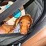 Woody is registered to the contest to win money with this photo: animal, blue_eyes, brown_dog, canine, car_interior, closeup, cozy, cute, dog, indoor, leather_seat, pet_accessory, pet_carrier, plush_toy, resting, seat, straps, stuffed_animal, transport, young_dog