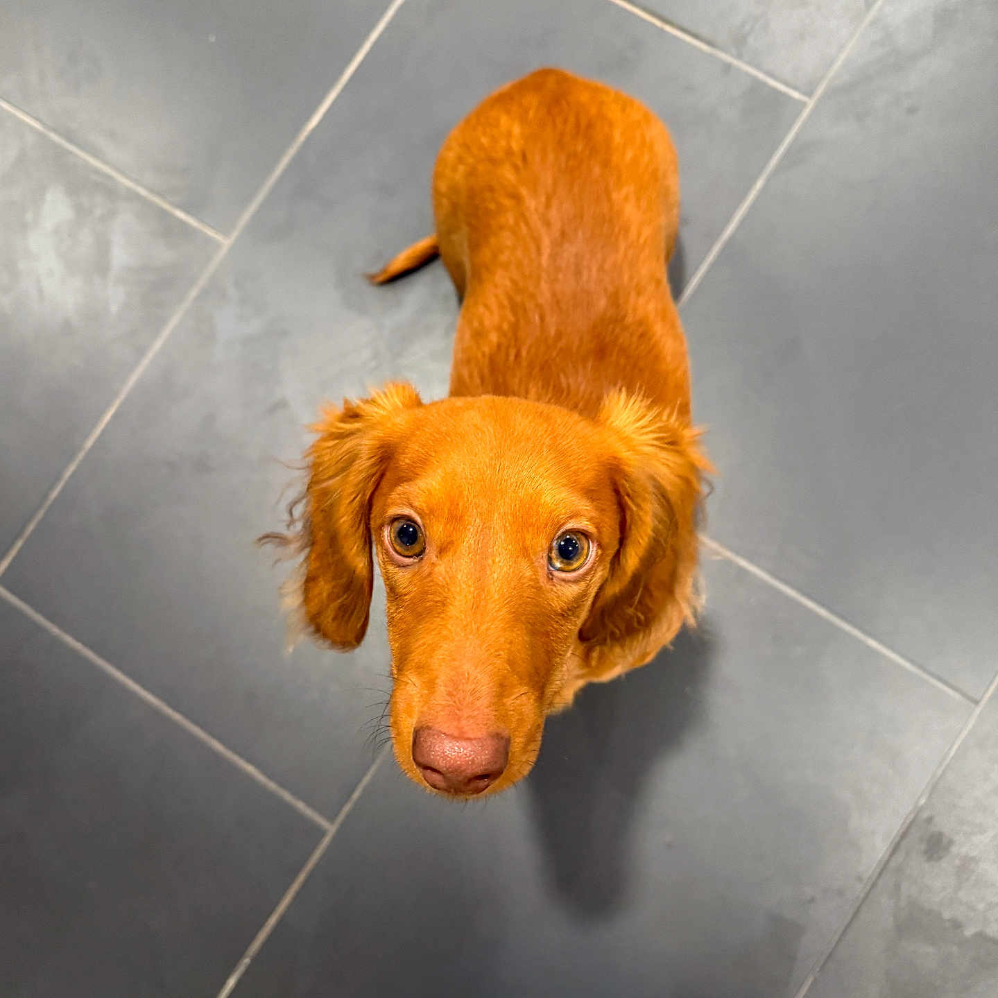 Woody joined the competition — help win amazing prizes! adorable, animal, brown, canine, companion, curious, cute, dog, domestic, ears, floor, fur, indoors, looking_up, pet, puppy, snout, tile, whiskers, young
