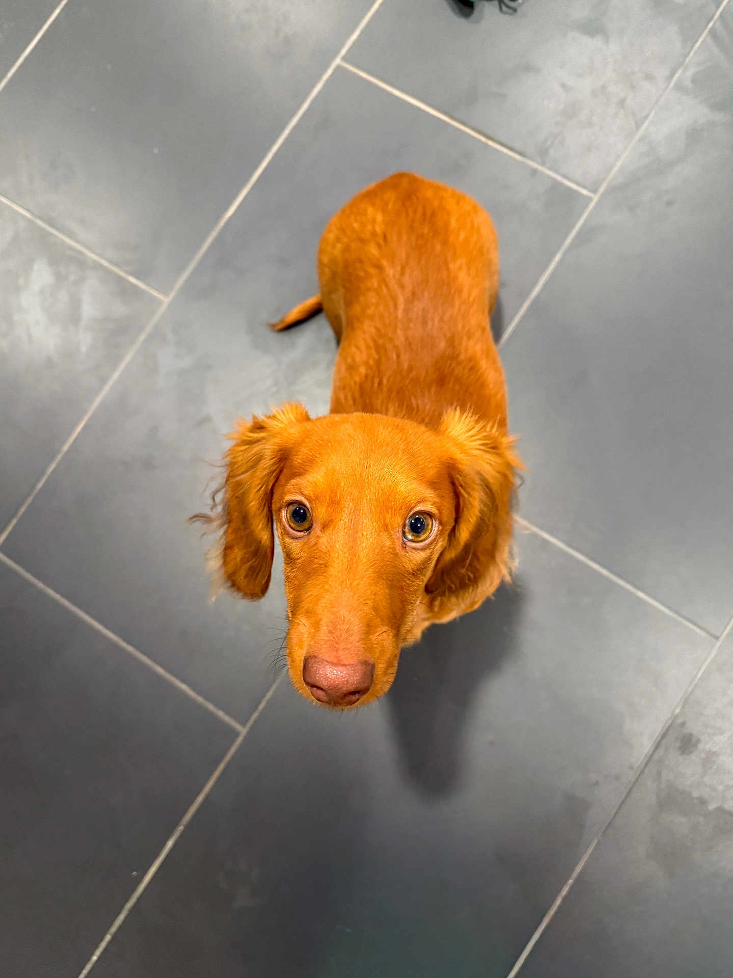 Woody joined the competition — help win amazing prizes! adorable, animal, brown, canine, companion, curious, cute, dog, domestic, ears, floor, fur, indoors, looking_up, pet, puppy, snout, tile, whiskers, young