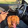 Woody is registered to the contest to win money with this photo: brown_dog, car_interior, casual, dashboard, dog, door_panel, hand, happy, jeans, lap, leather, person, pet, seat, side_mirror, smartphone, steering_wheel, sunlight, tongue_out, window