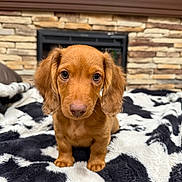 Woody joined the competition — help win amazing prizes! animal, black_and_white, blanket, brown_dog, cozy, cute, dog, ears, fireplace, fur, home, indoor, looking_at_camera, nostrils, pet, puppy, sitting, small, stone_wall, young