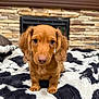 animal, black_and_white, blanket, brown_dog, cozy, cute, dog, ears, fireplace, fur, home, indoor, looking_at_camera, nostrils, pet, puppy, sitting, small, stone_wall, young