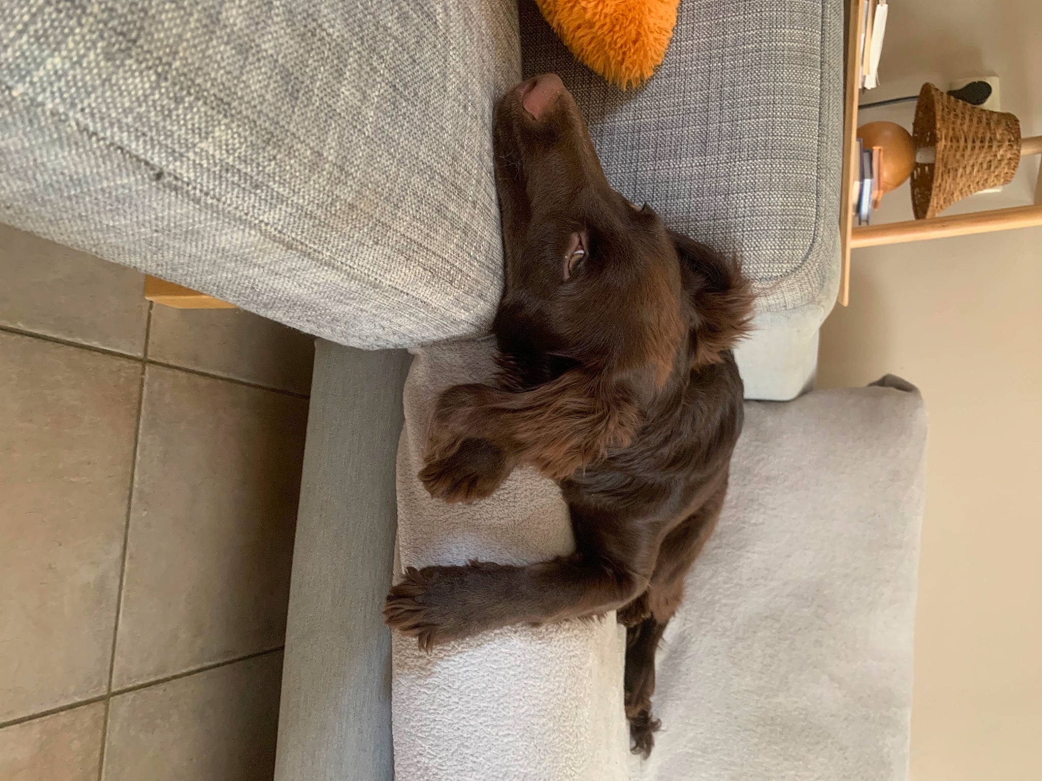 Tambouille participe au concours pour gagner de l'argent avec cette photo : bat, canidae, carnivore, companion_dog, dog, dog_breed, fawn, felidae, flooring, fur, gesture, grey, hardwood, human_leg, liver, small_to_medium_sized_cats, sporting_group, tail, wood, working_animal