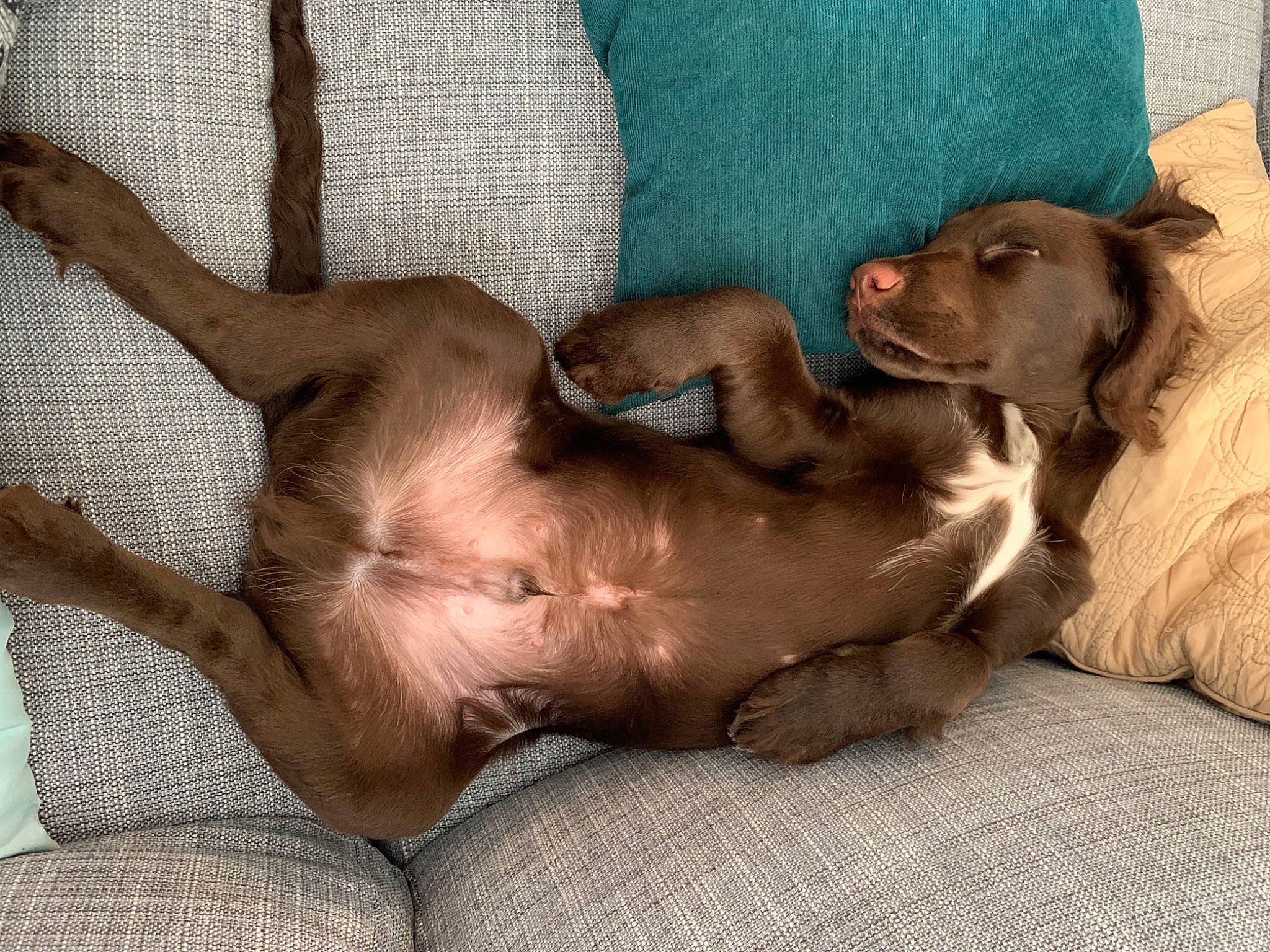 Tambouille participe au concours pour gagner de l'argent avec cette photo : canidae, carnivore, comfort, companion_dog, dog, dog_breed, dog_supply, fawn, fur, guard_dog, gun_dog, linens, liver, nap, paw, pet_supply, pointing_breed, snout, sporting_group, working_animal