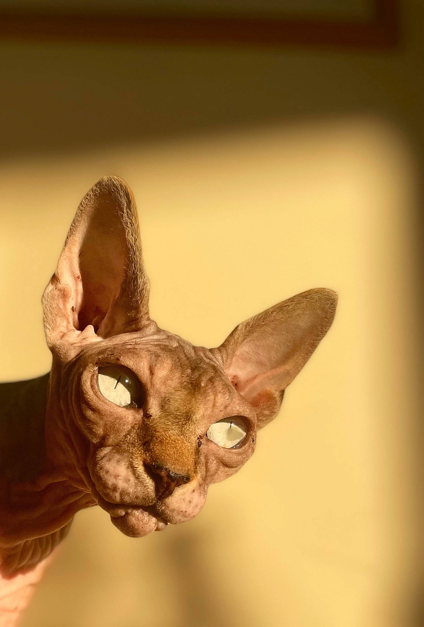 Anouket a rejoint le concours — aidez-le/la à gagner de superbes lots ! art, artifact, carnivore, darkness, donskoy, ear, fawn, felidae, head, natural_material, snout, tail, terrestrial_animal, visual_arts, whiskers, wildlife, wood