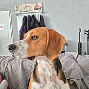 Philou participe au concours pour gagner de l'argent avec cette photo : animal, beagle, black, blanket, brown, calm, coat, couch, dog, domestic, ears, furniture, household, indoor, looking_away, pet, portrait, quilted, side_view, white