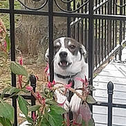 Buddy is registered to the contest to win money with this photo: dog, fence, flowers, plants, outdoor, pet, nature, garden, greenery, animal, canine, metal, portrait, leaf, summer, daylight, playful, looking, tongue, happy