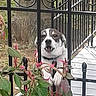dog, fence, flowers, plants, outdoor, pet, nature, garden, greenery, animal, canine, metal, portrait, leaf, summer, daylight, playful, looking, tongue, happy