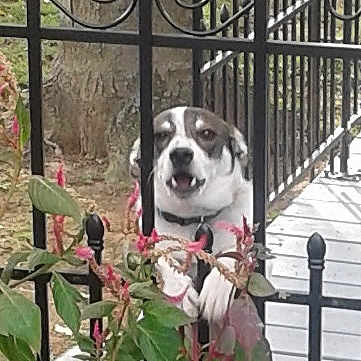 Buddy is registered to the contest to win money with this photo: dog, fence, flowers, plants, outdoor, pet, nature, garden, greenery, animal, canine, metal, portrait, leaf, summer, daylight, playful, looking, tongue, happy