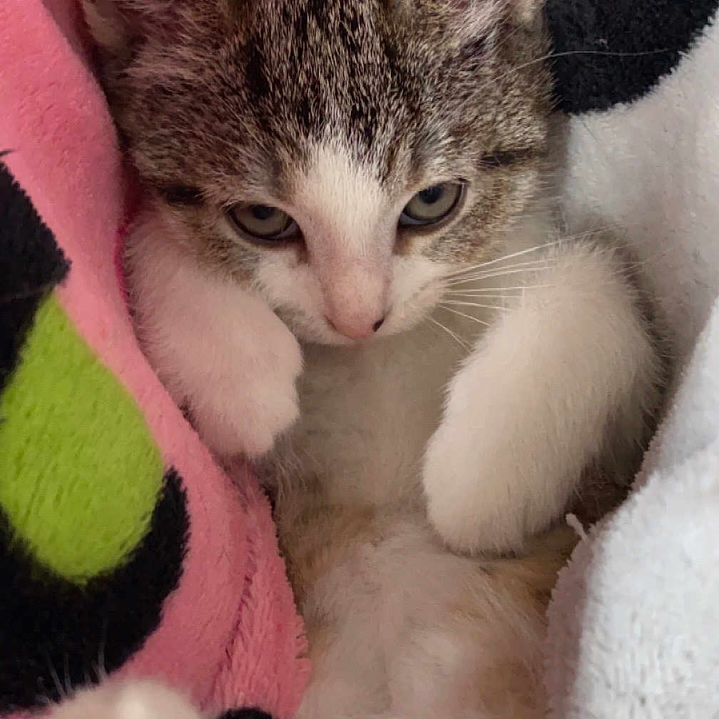 Bella Snow Myers is registered to the contest to win money with this photo: abyssinian, animal, ball, blanket, cat, couch, furniture, kitten, laundry, manx, person, pet, quilt, siamese, sleeping, sport, tennis, tennisball, towel