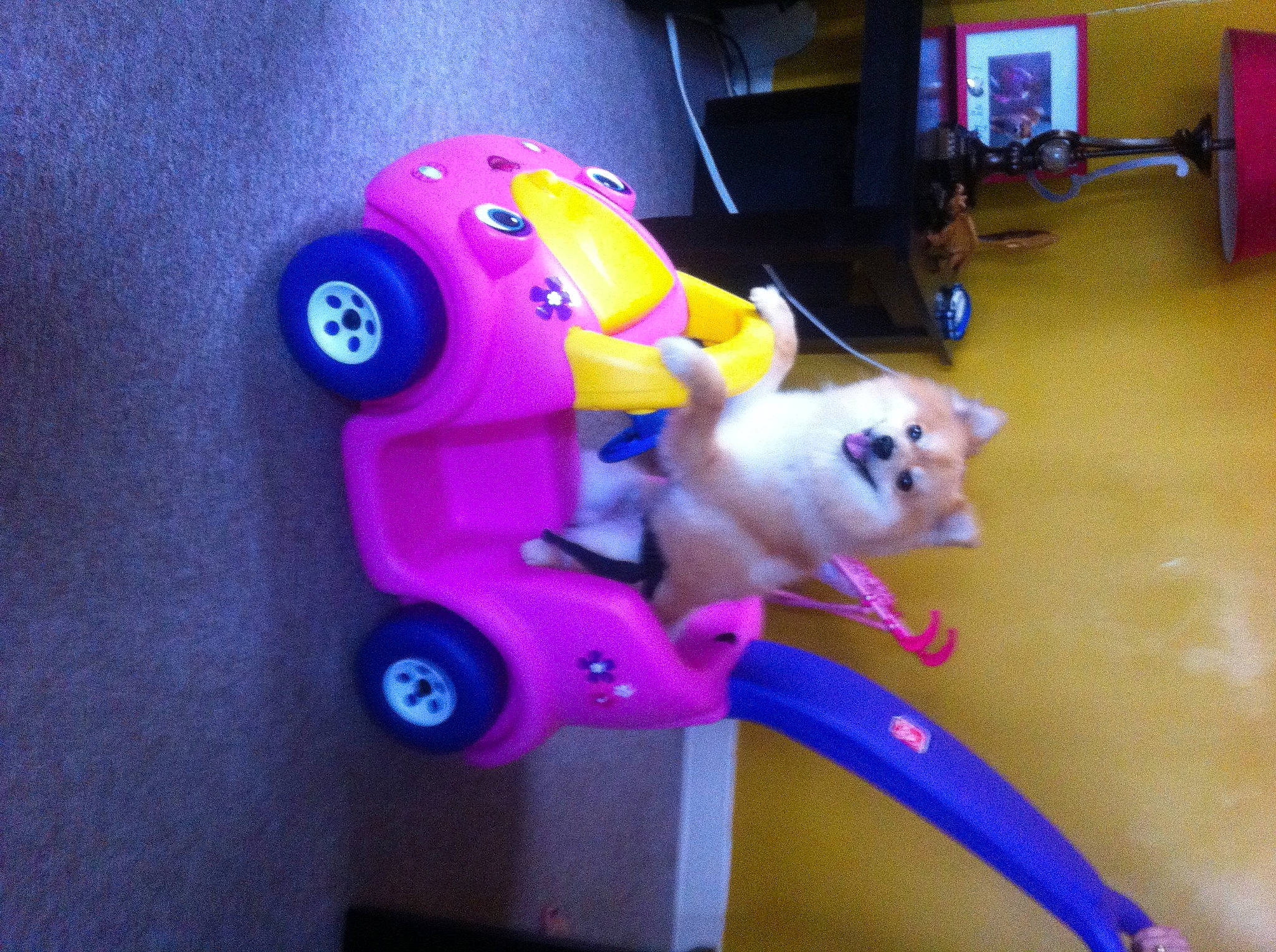 Rex is registered to the contest to win money with this photo: baby_toys, carnivore, cat, companion_dog, electric_blue, felidae, flooring, fun, houseplant, magenta, pink, plastic, purple, room, small_to_medium_sized_cats, stuffed_toy, tail, toy, vertebrate, whiskers