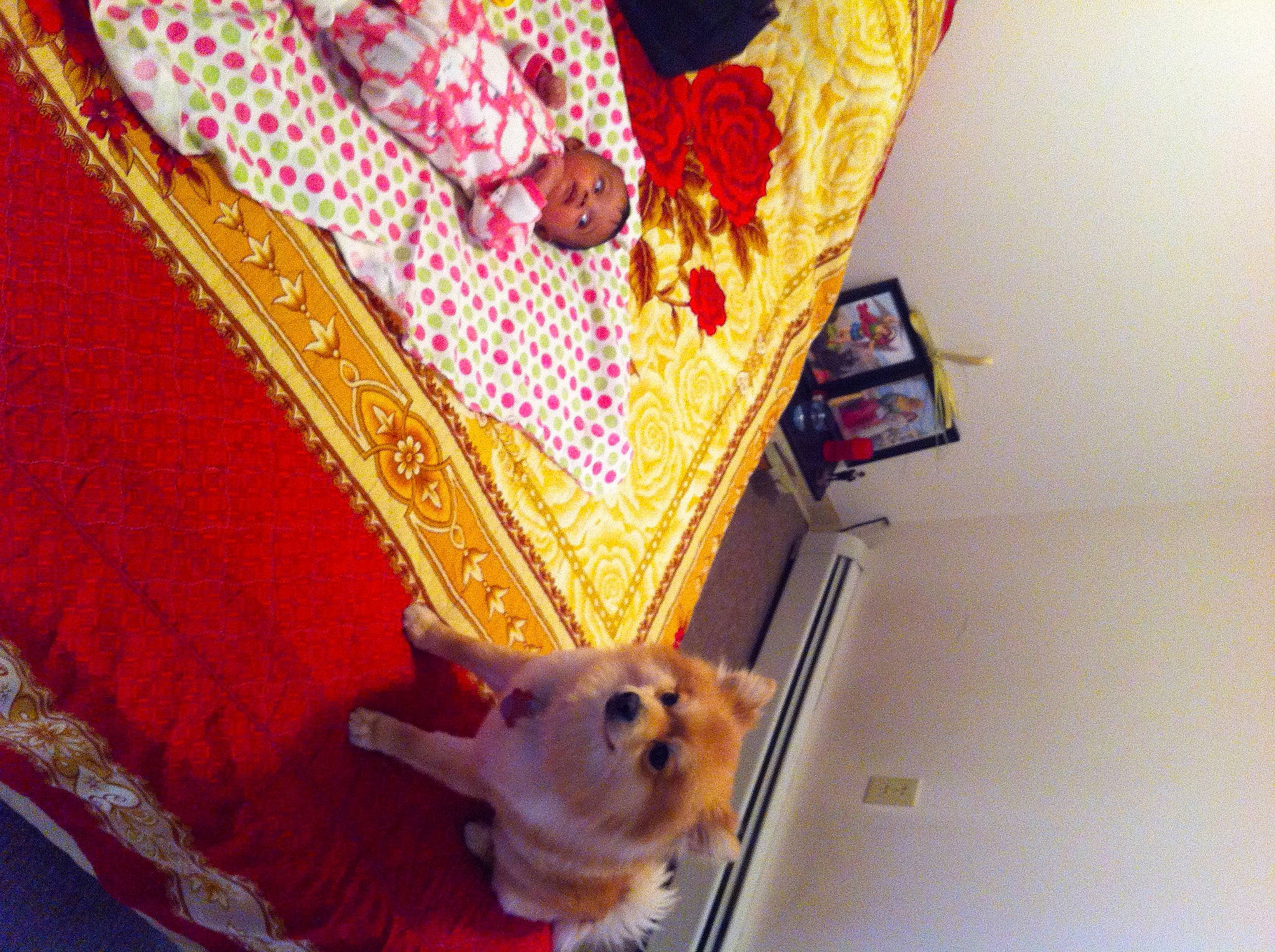 Rex is registered to the contest to win money with this photo: carnivore, companion_dog, curtain, dog, dog_breed, dog_supply, fawn, felidae, flooring, linens, magenta, pattern, pet_supply, room, sporting_group, toy, toy_dog, whiskers, wood, working_animal