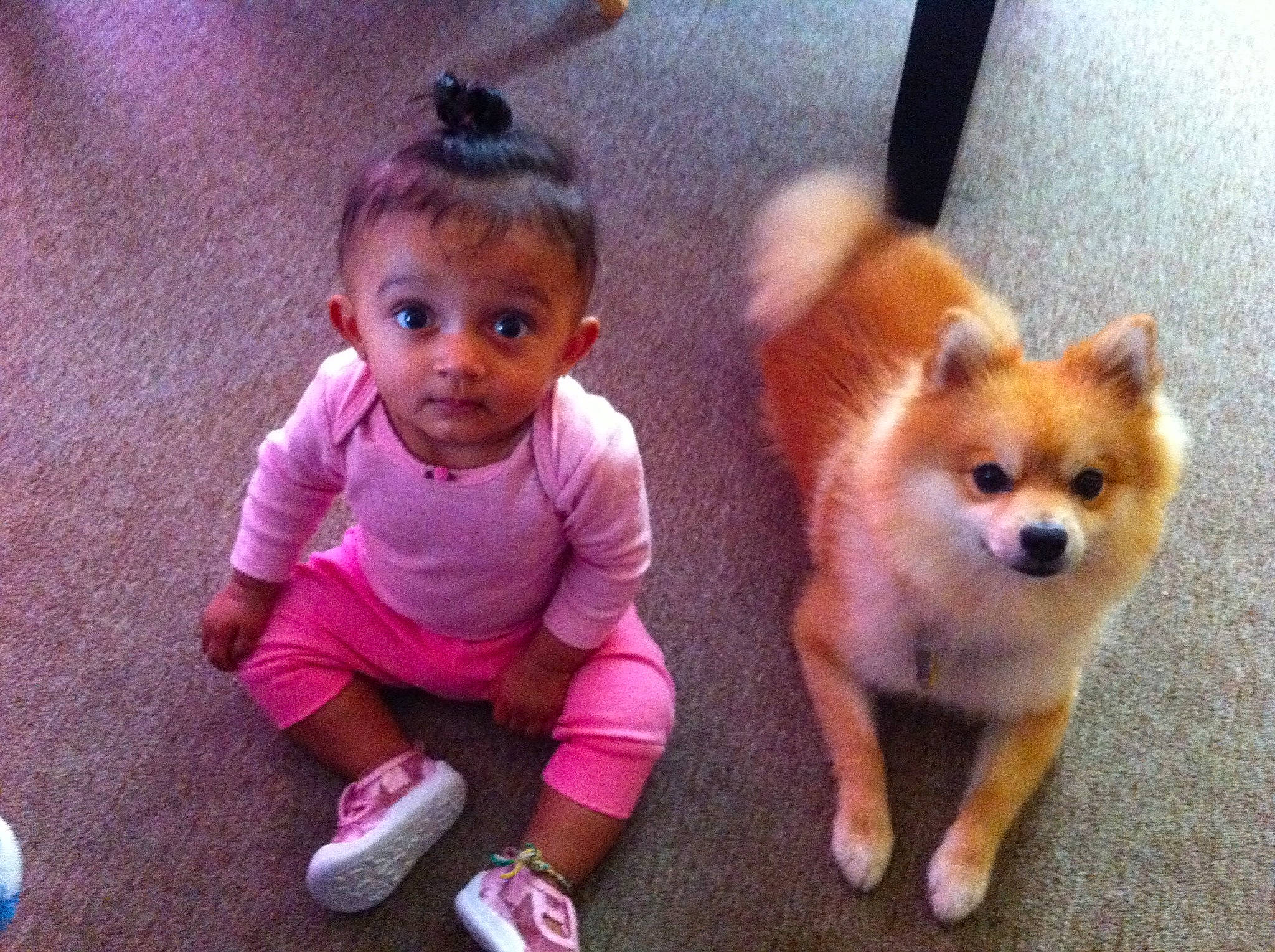 Rex joined the competition — help win amazing prizes! baby_toddler_clothing, canidae, carnivore, child, companion_dog, dog, dog_breed, dog_supply, fawn, fur, german_spitz, german_spitz_mittel, magenta, snout, spitz, sporting_group, tail, toddler, toy_dog, working_animal