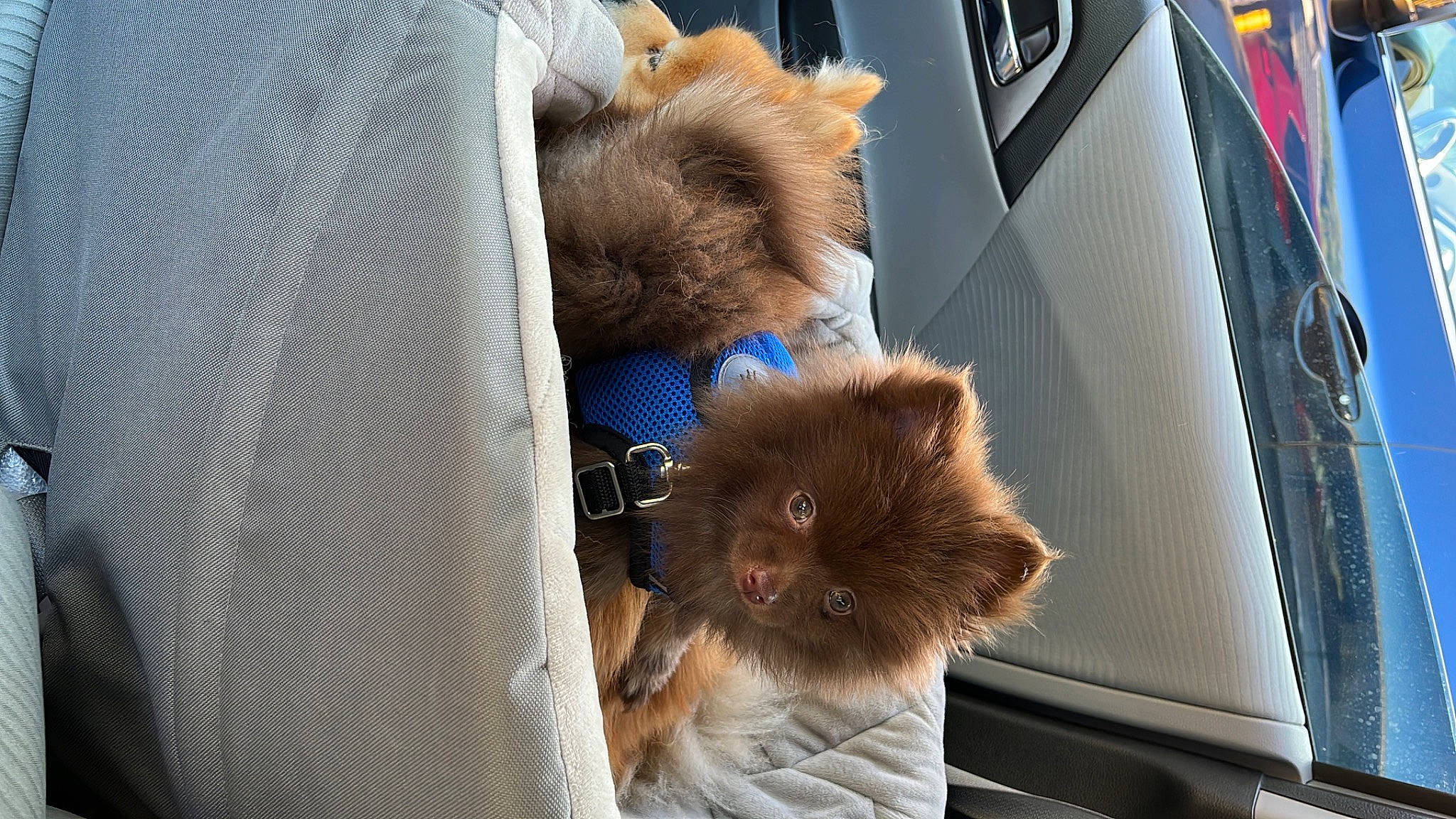 Taz is registered to the contest to win money with this photo: car_seat, carnivore, companion_dog, dog_breed, electric_blue, fawn, felidae, fur, liver, motor_vehicle, small_to_medium_sized_cats, spitz, stuffed_toy, tail, terrestrial_animal, textile, toy, vehicle, whiskers, working_animal