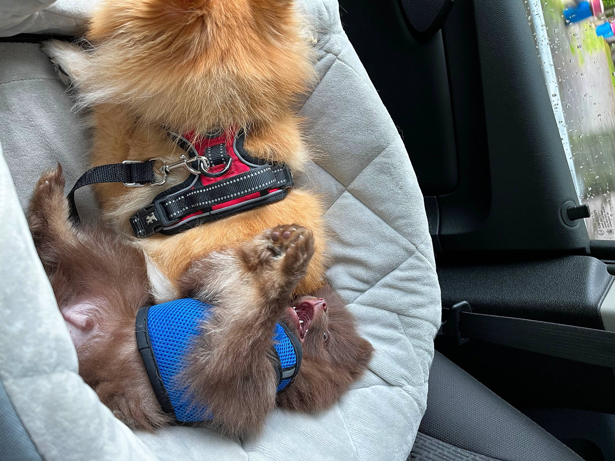 Taz joined the competition — help win amazing prizes! canidae, car_seat, carnivore, claw, collar, comfort, companion_dog, dog, dog_breed, dog_collar, dog_supply, fawn, fur, leash, liver, pet_supply, snout, sporting_group, tail, working_animal