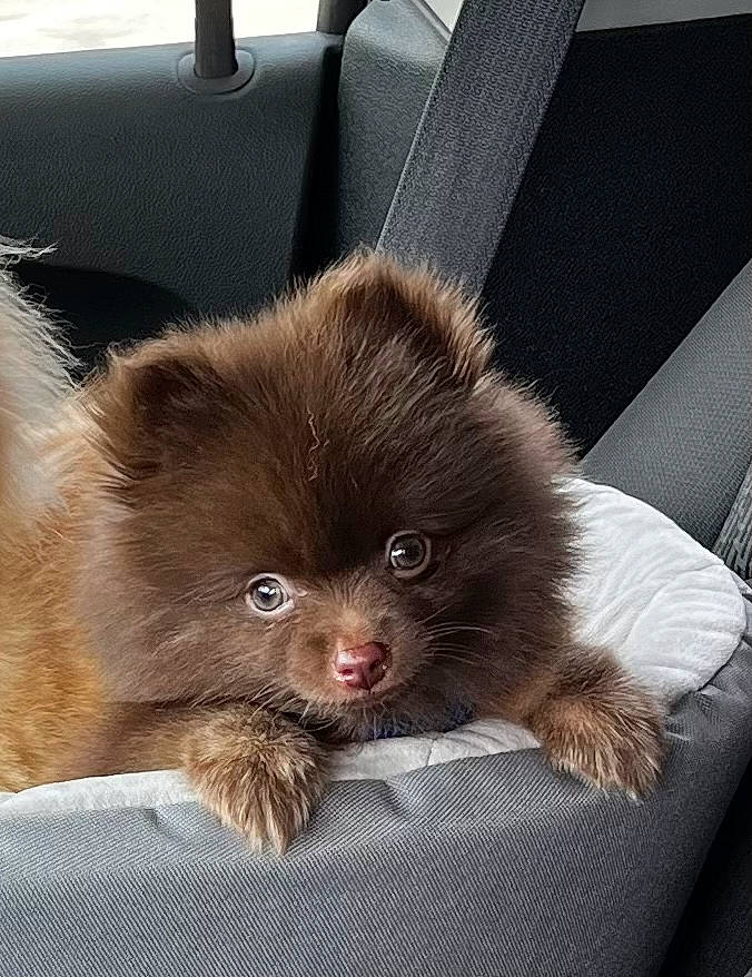 Taz is registered to the contest to win money with this photo: canidae, carnivore, comfort, companion_dog, dog_breed, fawn, felidae, fur, liver, non_sporting_group, paw, puppy, small_to_medium_sized_cats, snout, spitz, sporting_group, terrestrial_animal, toy_dog, whiskers, working_animal