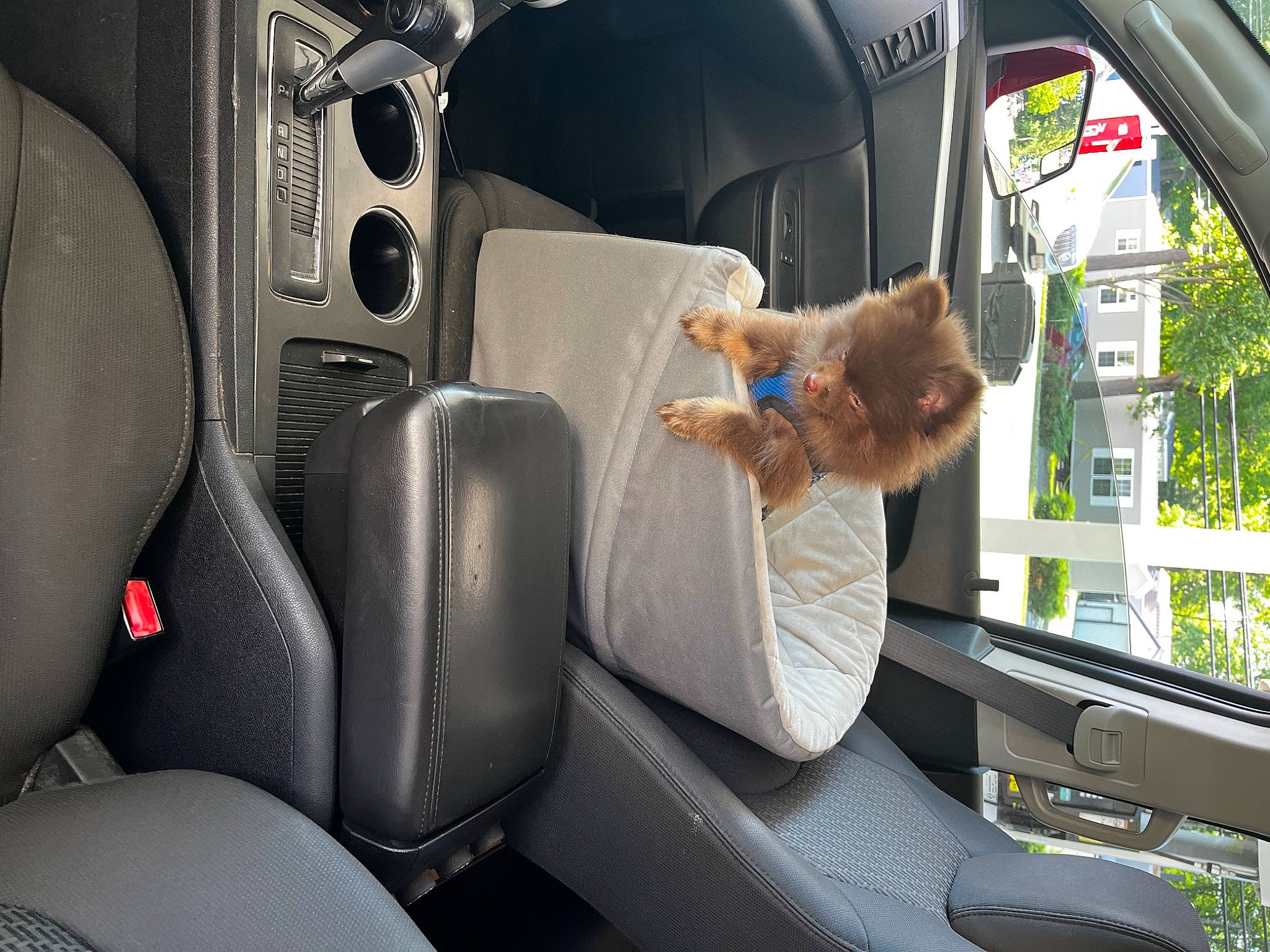 Taz is registered to the contest to win money with this photo: auto_part, automotive_design, automotive_exterior, automotive_mirror, car, car_seat, car_seat_cover, carnivore, family_car, head_restraint, luxury_vehicle, mid_size_car, mode_of_transport, motor_vehicle, personal_luxury_car, plant, steering_wheel, vehicle, vehicle_door, windshield