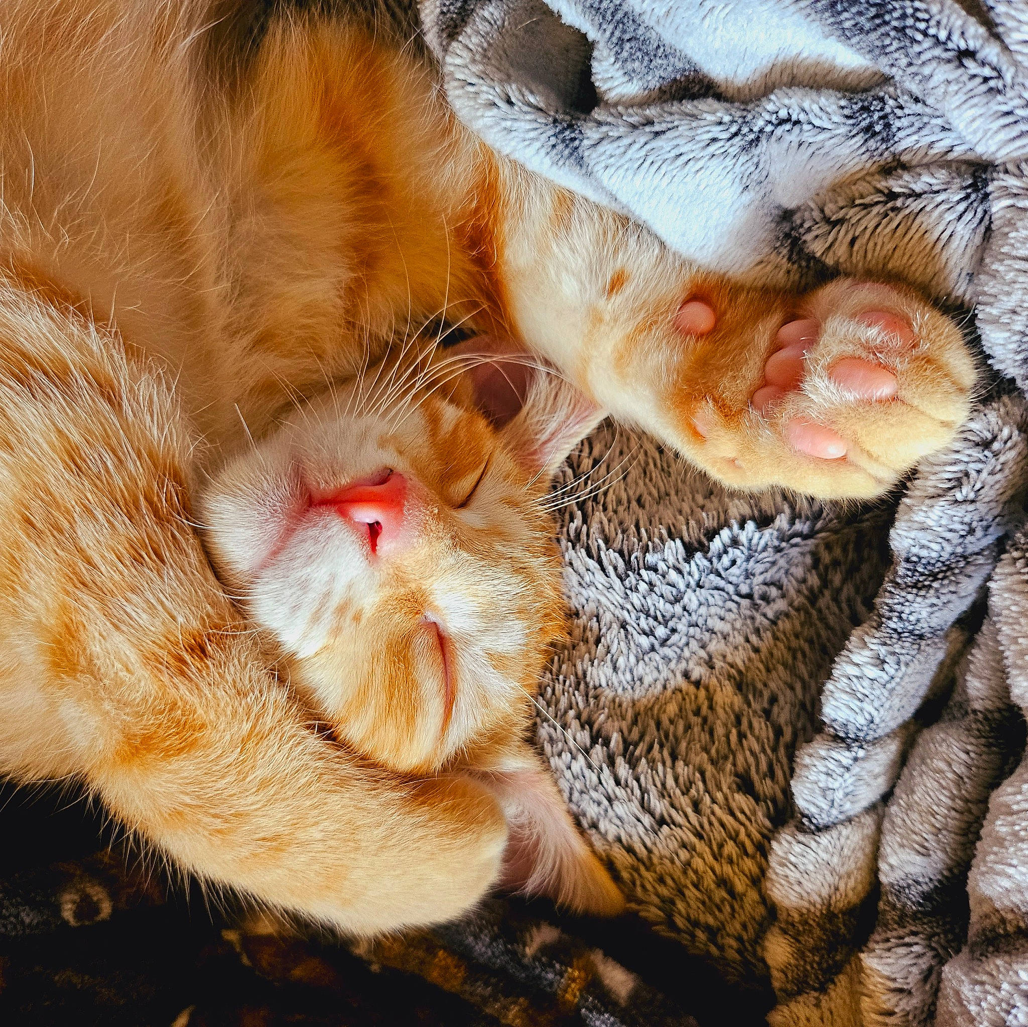 Vicky a rejoint le concours — aidez-le/la à gagner de superbes lots ! carnivore, cat, claw, close_up, comfort, domestic_short_haired_cat, eye, fawn, felidae, foot, fur, gesture, human_leg, paw, small_to_medium_sized_cats, snout, tail, terrestrial_animal, whiskers, wildlife