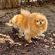 Honey joined the competition — help win amazing prizes! dog, pomeranian, fluffy, small_dog, orange_dog, long_hair, standing, outdoors, forest, tree, tree_trunk, leaves, ground, nature, cute, tongue_out, pet, animal, portrait, sunlight