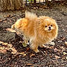dog, pomeranian, fluffy, small_dog, orange_dog, long_hair, standing, outdoors, forest, tree, tree_trunk, leaves, ground, nature, cute, tongue_out, pet, animal, portrait, sunlight