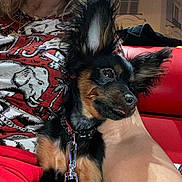 Soho a rejoint le concours — aidez-le/la à gagner de superbes lots ! dog, small_dog, pet, ears, tongue, collar, leash, person, mask, shirt, elephant_pattern, red_couch, night, hand, fur, cute, animal, indoor, closeup, portrait