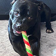 Ulyss participe au concours pour gagner de l'argent avec cette photo : dog, black_dog, toy, rope_toy, chewing, pet, indoor, mat, quilted_mat, paw, animal, canine, playful, floor, metal_mesh, closeup, front_view, pet_toy, domestic_animal, lying_down