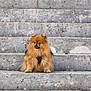 Chanel a rejoint le concours — aidez-le/la à gagner de superbes lots ! dog, pomeranian, fluffy, pet, animal, stairs, stone, outdoor, sitting, brown_fur, small_dog, portrait, cute, furry, waiting, calm, alone, daylight, steps, quiet
