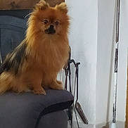 Chanel a rejoint le concours — aidez-le/la à gagner de superbes lots ! dog, fluffy, small_dog, indoor, couch, armrest, fireplace, floor, cleaning_tools, broom, wall, curious, pet, animal, furniture, brown_fur, black_fur, sitting, domestic, home