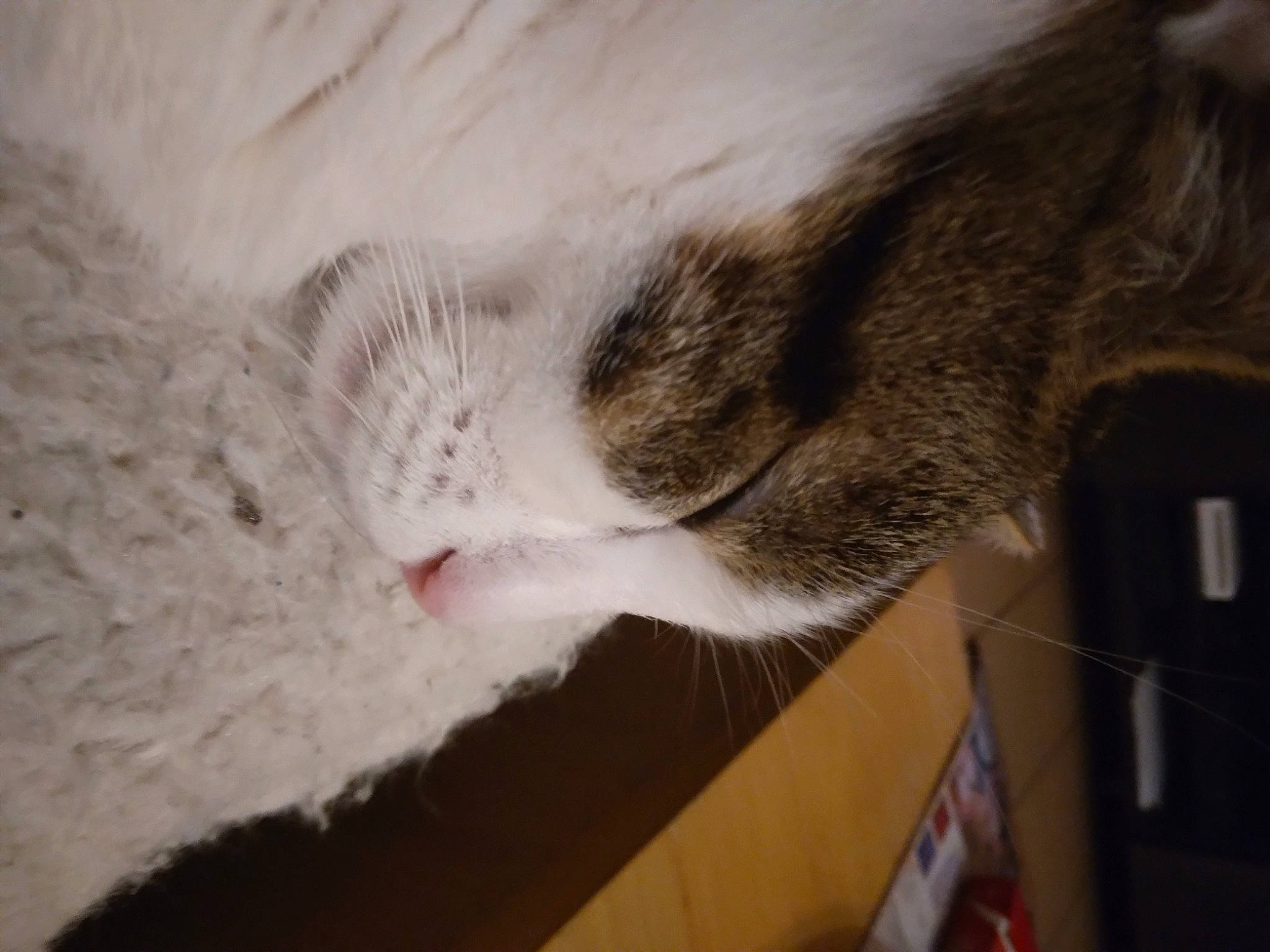 Chi a rejoint le concours — aidez-le/la à gagner de superbes lots ! carnivore, cat, cat_supply, claw, comfort, domestic_short_haired_cat, felidae, fur, hardwood, nap, paw, sleep, small_to_medium_sized_cats, snout, tail, whiskers, wood