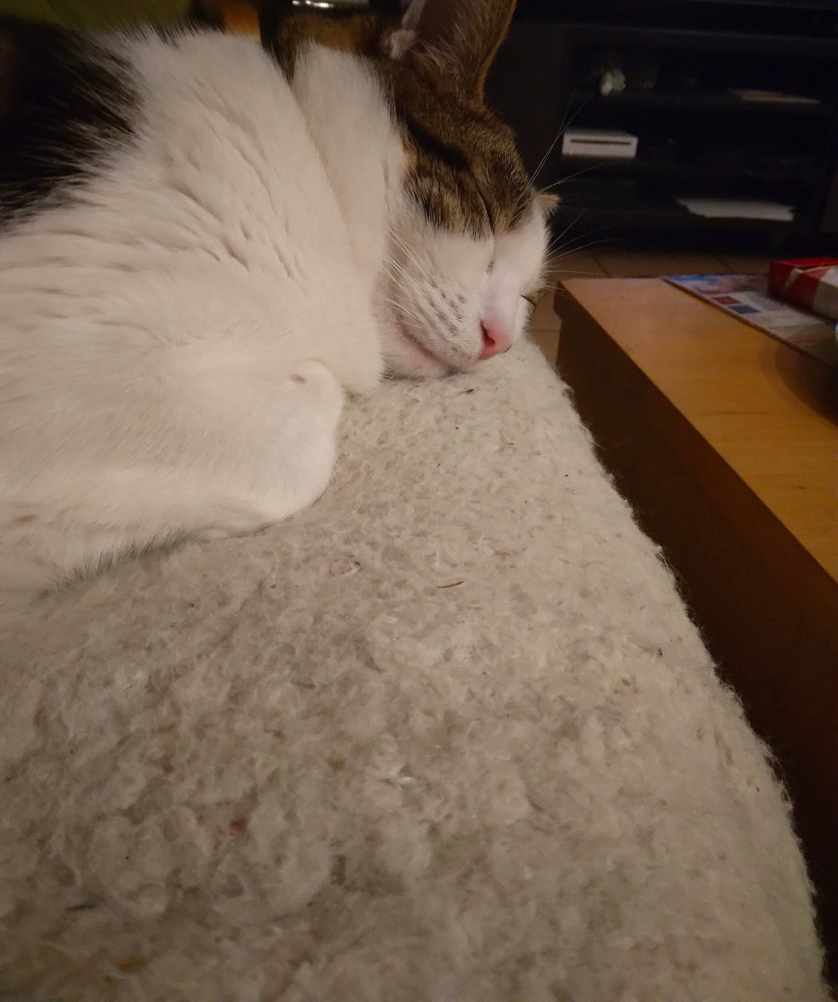 Chi participe au concours pour gagner de l'argent avec cette photo : carnivore, carpet, cat, claw, cloud, comfort, domestic_short_haired_cat, felidae, floor, flooring, fur, hardwood, paw, small_to_medium_sized_cats, snout, snow, tail, textile, whiskers, wood