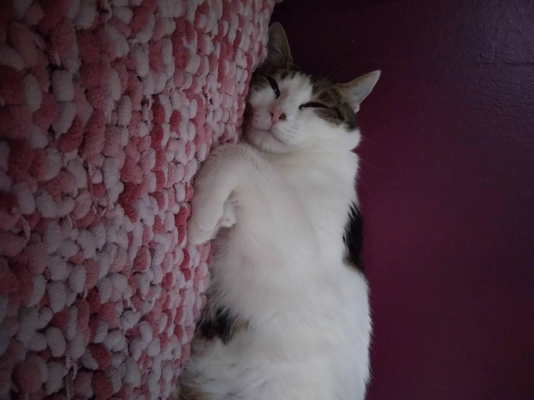 Chi a rejoint le concours — aidez-le/la à gagner de superbes lots ! carnivore, cat, comfort, darkness, domestic_short_haired_cat, eye, felidae, fur, magenta, pattern, paw, peach, petal, plant, small_to_medium_sized_cats, tail, whiskers, window