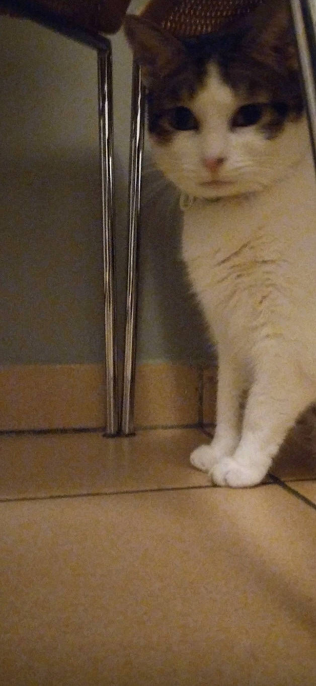 Chi participe au concours pour gagner de l'argent avec cette photo : carnivore, cat, claw, domestic_short_haired_cat, fawn, felidae, floor, flooring, foot, fur, hardwood, paw, pet_supply, small_to_medium_sized_cats, snout, tail, terrestrial_animal, whiskers, window, wood