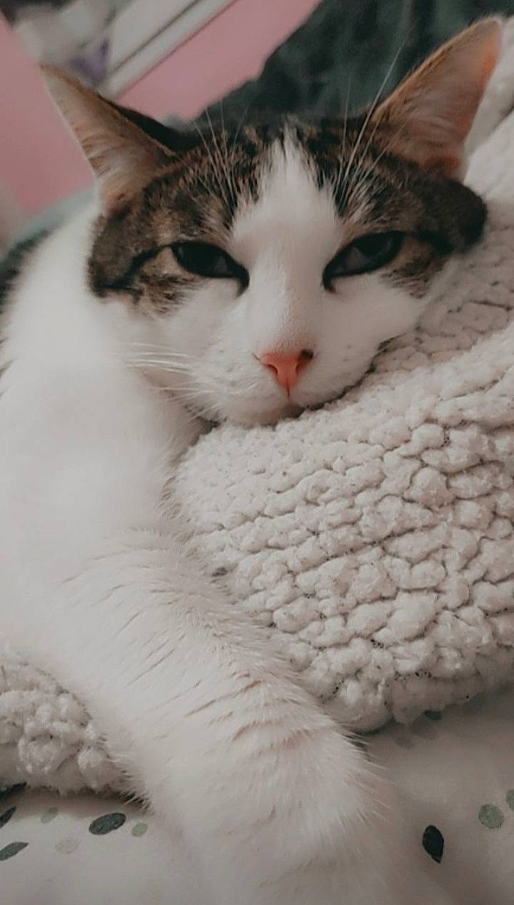 Chi a rejoint le concours — aidez-le/la à gagner de superbes lots ! carnivore, cat, close_up, comfort, domestic_short_haired_cat, eye, eyelash, fawn, felidae, fur, head, nap, nose, paw, small_to_medium_sized_cats, snout, tail, tree, whiskers, wool