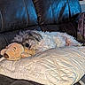 Tuckee is registered to the contest to win money with this photo: dog, small_dog, sleeping, lying_down, cuddling, plush_toy, stuffed_animal, couch, sofa, cushion, quilt, blanket, indoor, home, cozy, pet, relaxed, fur, portrait, nap