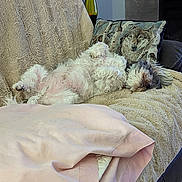 Tuckee joined the competition — help win amazing prizes! dog, small_dog, sleeping, fluffy, white_fur, long_hair, belly_up, relaxed, cozy, chair, blanket, pillow, wolf_print, living_room, indoor, home, furniture, nap, pet, cute