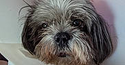Tuckee is registered to the contest to win money with this photo: dog, pet, canine, shih_tzu, small_dog, scruffy_fur, long_hair, gray_fur, white_fur, brown_fur, recovery_cone, protective_collar, animal_portrait, close_up, indoors, home, television, collar, cute, funny