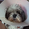 dog, pet, canine, shih_tzu, small_dog, scruffy_fur, long_hair, gray_fur, white_fur, brown_fur, recovery_cone, protective_collar, animal_portrait, close_up, indoors, home, television, collar, cute, funny