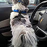 Tuckee joined the competition — help win amazing prizes! dog, puppy, fluffy, long_hair, black_and_white, blue_harness, pet, animal, standing, car, vehicle, driver_seat, steering_wheel, dashboard, window, outdoor, street, parked_cars, storefront, portrait