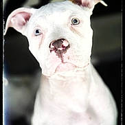 Gaya participe au concours pour gagner de l'argent avec cette photo : animal, boxer, bulldog, canine, dog, face, frenchbulldog, head, person, pet, pitbull, puppy, snout, terrier, whitedog