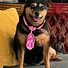 dog, tie, pink, hearts, couch, yellow_pillow, smiling, pet, indoor, statue, buddha, photograph, portrait, furniture, decor, animal, sitting, cute, friendly, happy