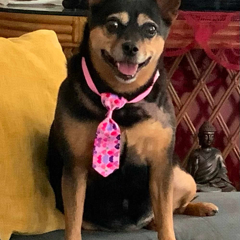 Cookie joined the competition — help win amazing prizes! dog, tie, pink, hearts, couch, yellow_pillow, smiling, pet, indoor, statue, buddha, photograph, portrait, furniture, decor, animal, sitting, cute, friendly, happy