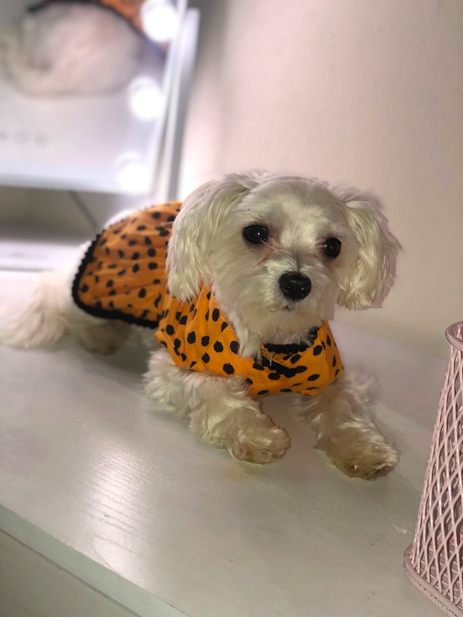 Royal is registered to the contest to win money with this photo: bolonka, canidae, carnivore, companion_dog, dog, dog_breed, dog_clothes, dog_supply, dog_toy, havanese, miniature_poodle, morkie, non_sporting_group, puppy, snout, sporting_group, toy_dog, toy_poodle