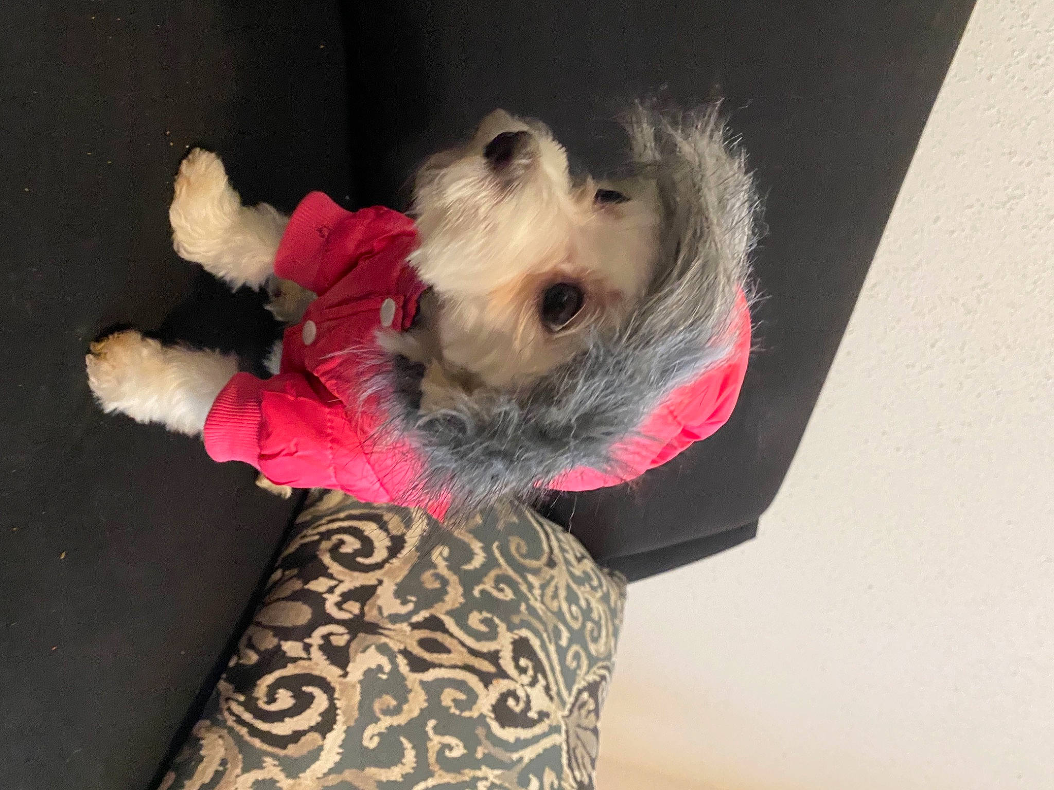 Royal is registered to the contest to win money with this photo: canidae, carnivore, dog, dog_breed, dog_clothes, fur, maltese, morkie, non_sporting_group, pink, puppy, schnoodle, sealyham_terrier, terrier, toy_dog