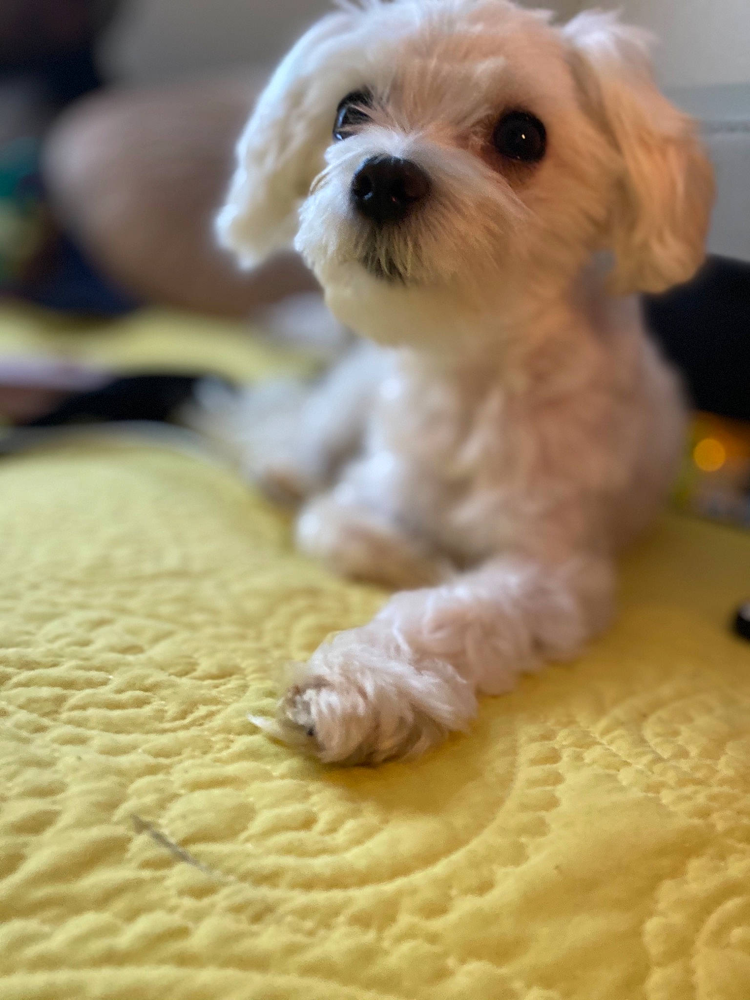 Royal joined the competition — help win amazing prizes! bichon, bolonka, canidae, carnivore, cavachon, cavapoo, companion_dog, dog, dog_breed, havanese, maltepoo, maltese, mammal, morkie, puppy, schnoodle, shih_poo, shih_tzu, snout, vertebrate