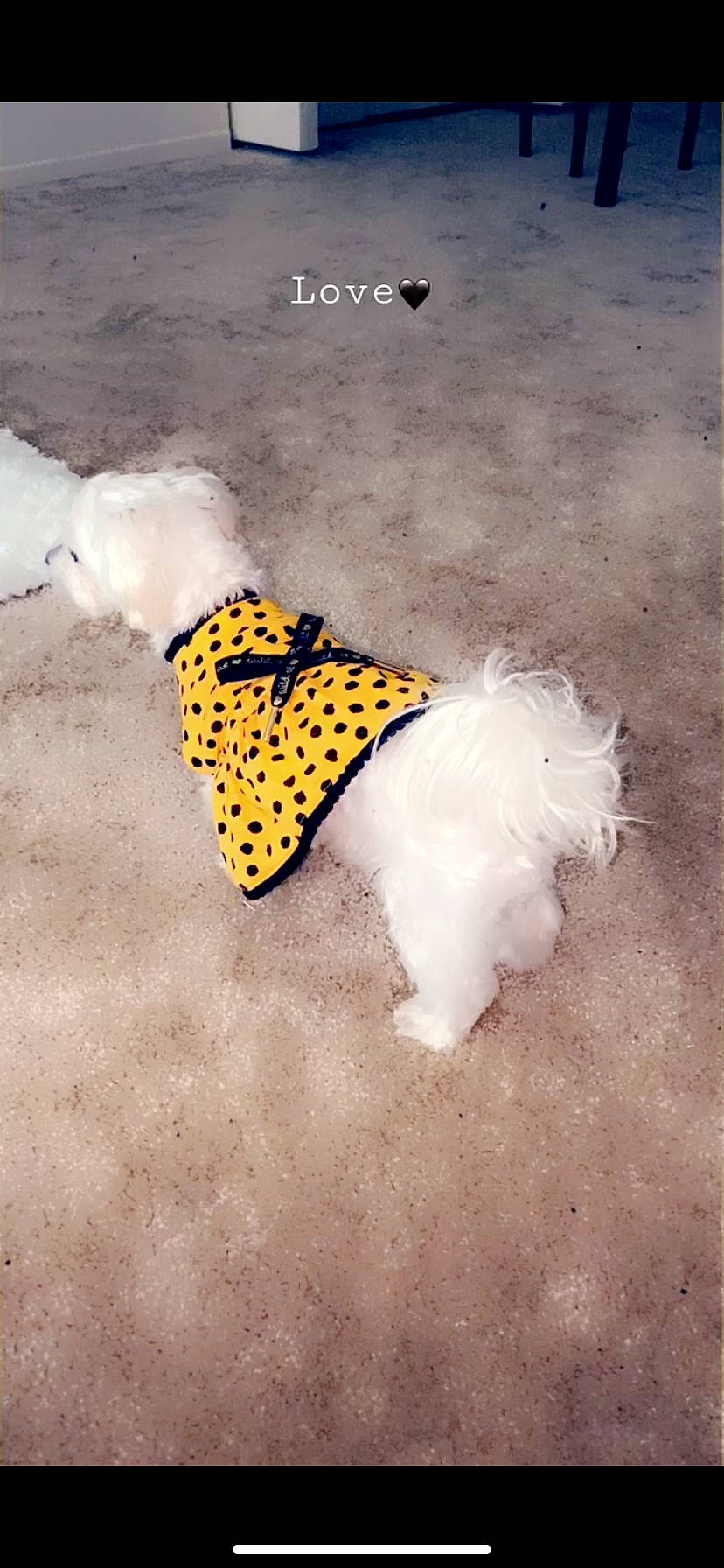 Royal is registered to the contest to win money with this photo: yellow