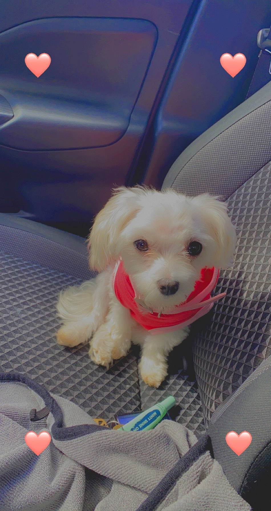 Royal is registered to the contest to win money with this photo: bichon, canidae, carnivore, cavachon, companion_dog, dog, dog_breed, havanese, maltepoo, maltese, mammal, non_sporting_group, poodle, puppy, rare_breed_dog, schnoodle, sporting_group, toy_dog, toy_poodle, vertebrate