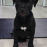 Bella participe au concours pour gagner de l'argent avec cette photo : puppy, dog, black_dog, sitting, indoor, floor, mat, white_patch, pet, animal, canine, young_dog, curious, looking_at_camera, domestic_animal, four_legs, ears, snout, tail, cute